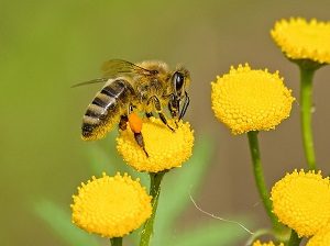 Keep Your Landscaping Bee-Friendly!