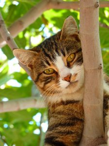 Cat-Friendly Landscaping Tips