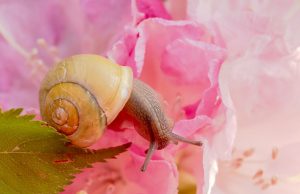 Keeping Slugs and Snails Out of Your Garden