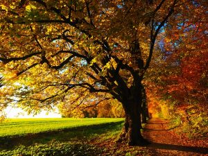 Building a Beautiful Fall Landscape