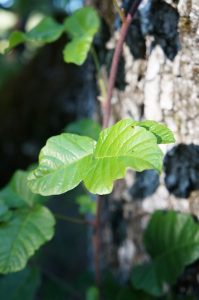 Watch Out for These Poisonous Plants 