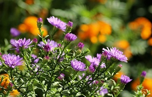 Gardening Tips for Fall Flowers