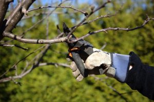 Why Only Professionals Should Be Pruning Your Trees and Shrubs