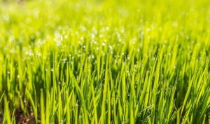 Grass Species Perfect for Maryland Lawns