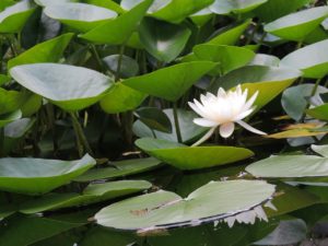 water gardens