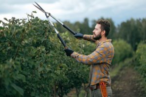 pruning honeysuckle nursery and design