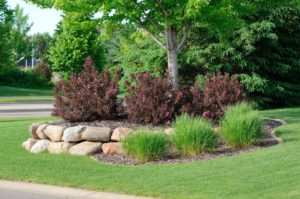 Honeysuckle Nursery Landscaping Maintenance