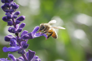 Honeysuckle Nursery & Design Save the Bees