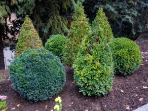 Honeysuckle Nursery & Design Shrubs Bloom Winter