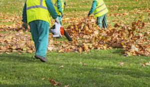 Honeysuckle Nursery & Design Professional Fall Cleanup