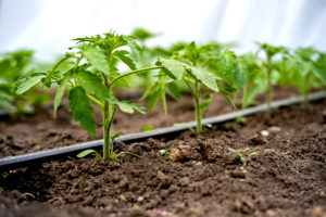 Honeysuckle Nursery & Design Irrigation Systems for Homeowners