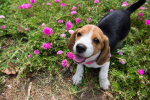 Honeysuckle Nursery & Design Designing a Dog-Friendly Landscape