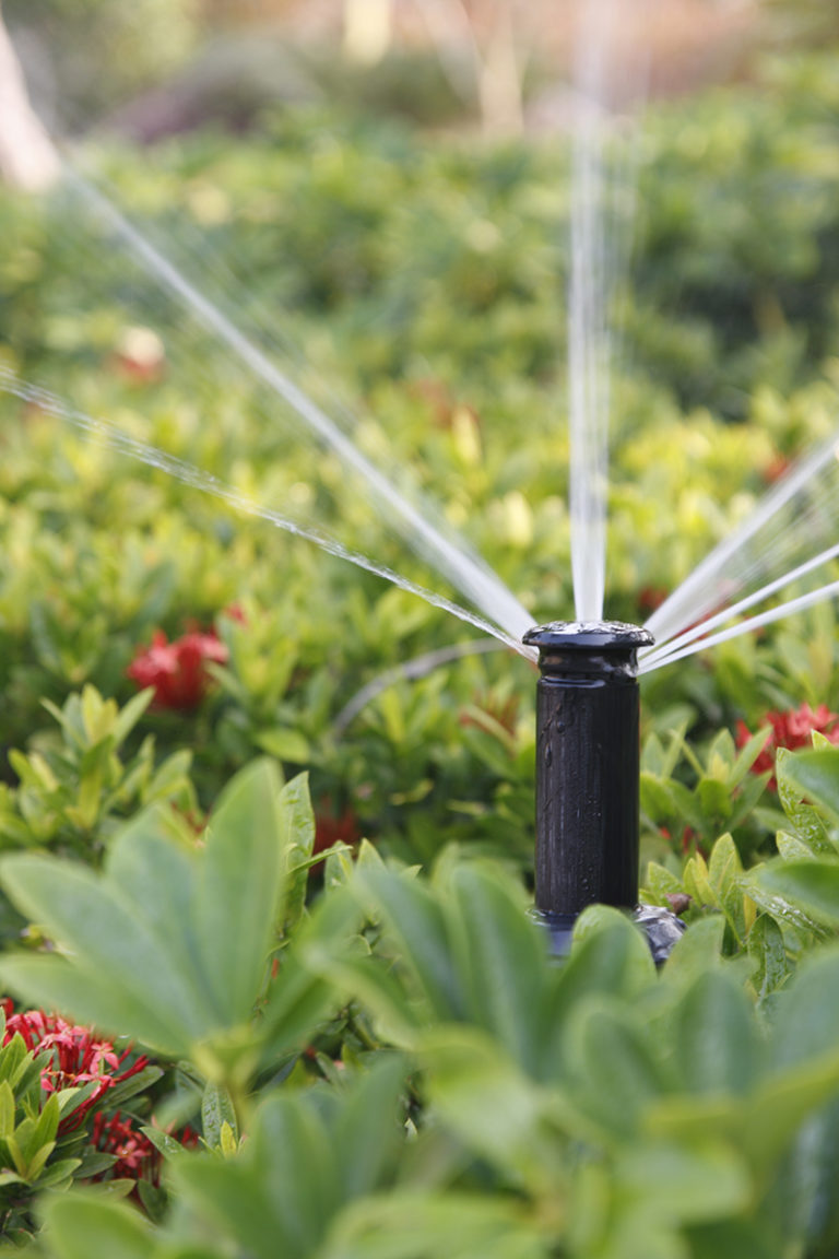 Honeysuckle Irrigation Systems Healthy Landscape